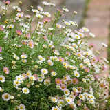 erigeron karvinskianus | why sarah loves this