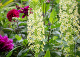 how to plant, grow & care for eucomis