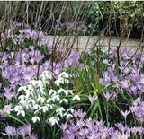 February in the garden