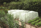 deter common garden pests