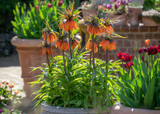 how to plant, grow & care for fritillaries