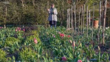 gardening at home with sarah | a frosty walk through the cutting garden