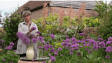 gardening at home with sarah | favourite alliums for may to july colour