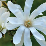 growing magnolias