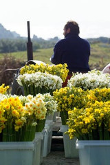 british cut flowers