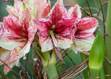 how to plant, grow & care for amaryllis