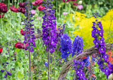 how to plant, grow & care for delphiniums