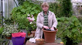 how to plant a bulb lasagne
