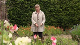 how to stake your annuals
