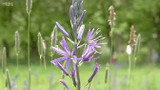 Camassia | why Sarah loves them