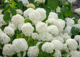 how to plant, grow & care for hydrangeas