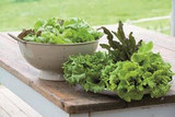 salads to grow in summer