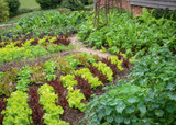 how to plant, grow & care for lettuce