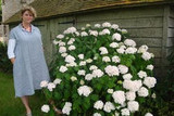 favourite perennials: hydrangea 'madame emile mouillere'