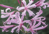 how to plant, grow & care for nerines