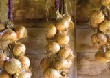 how to plant, grow & care for onions