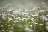 my top wild flower mixes and garden-worthy varieties