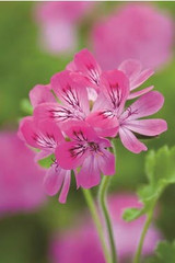 rose-geranium and lemon cordial recipe