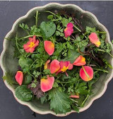 picking and preparing a winter salad