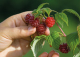 how to plant, grow & care for raspberries