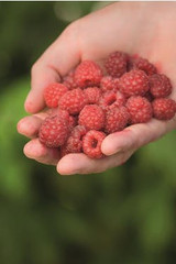 three-day raspberry jam recipe