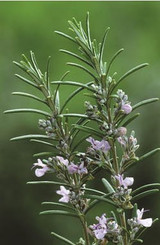 rosemary flatbread recipe