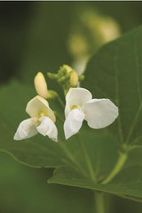 runner bean flower salad recipe