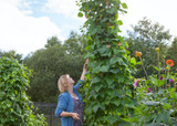 how to plant, grow & care for runner beans