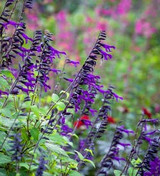 salvia 'amistad' | why sarah loves this