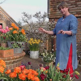 gardening at home with sarah | tulips and narcissi in the dutch yard