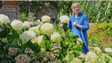 sarah's favourite hydrangeas