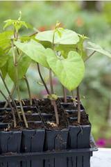 gardening with children – planting
