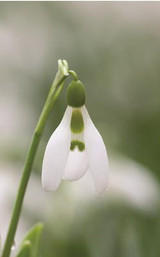 planting snowdrops