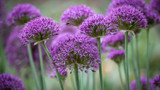 Spotlight on: Allium 'Violet Beauty'