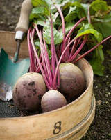 how to store or force tender winter veg