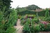the veg garden in august