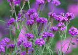 how to plant, grow & care for verbena