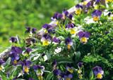 how to plant, grow & care for violas