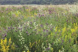 the importance of wild flower meadows