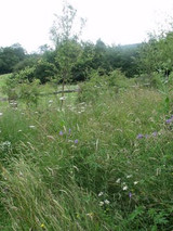 creating a wild flower meadow