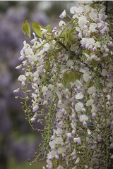 wonderful wisteria