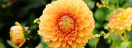 how to plant, grow & care for dahlias