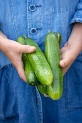 Sweet Cucumber Pickle