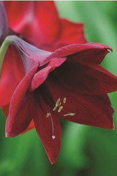 amaryllis flowers for the christmas table