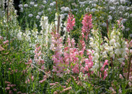 how to plant, grow & care for antirrhinums