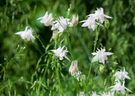 how to plant, grow & care for aquilegias