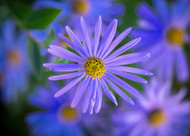 how to plant, grow & care for asters