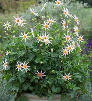container dahlias | why sarah loves these