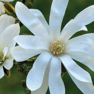 growing magnolias