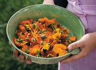 a beginner's guide to healing plants
